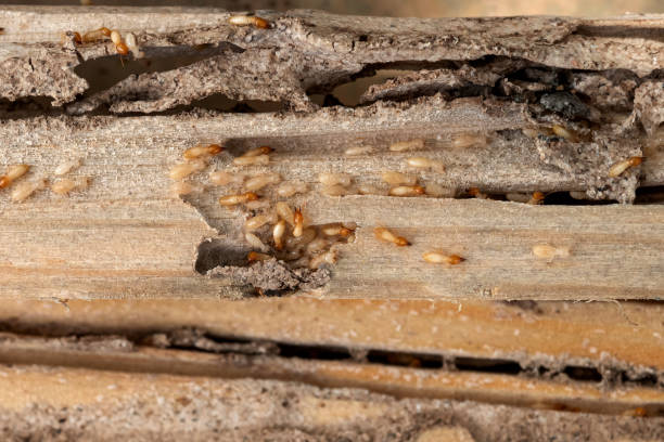 Best Local Pest Control Services  in New Lebanon, OH